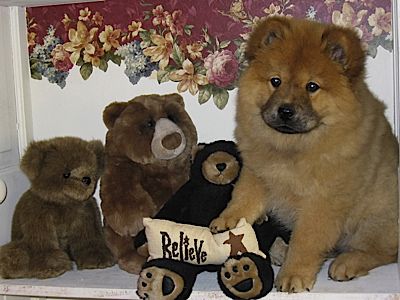 D&M Farm Kennel - Chow breeder in Ohio. Chow puppies for sale in D&M Farm