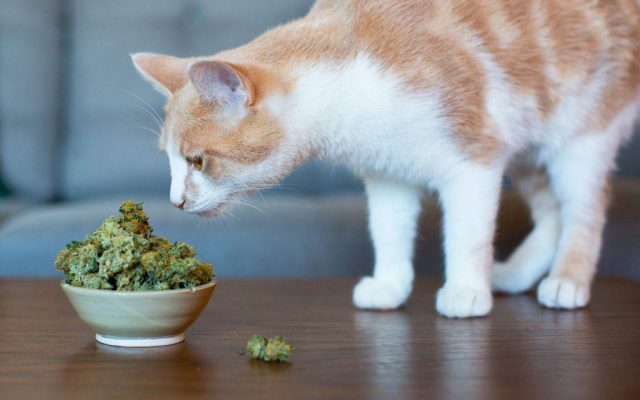 Do CBD Oil Products Actually Work For Pets?