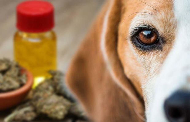 Do CBD Oil Products Actually Work For Pets?
