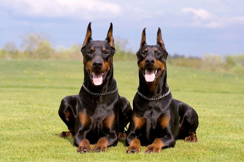 Doberman puppies price range. How much does a Doberman dog cost?