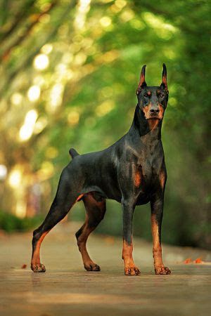 Doberman puppies price range. How much does a Doberman dog cost?