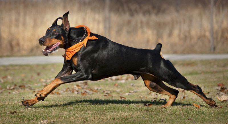 Doberman puppies price range. How much does a Doberman dog cost?