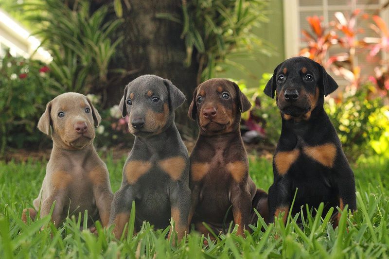Doberman puppies price range. How much does a Doberman dog cost?