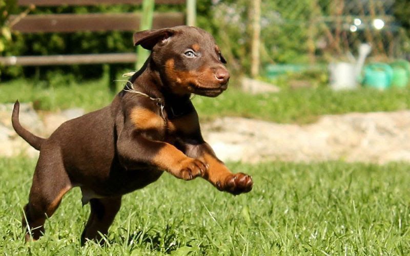 Doberman puppies price range. How much does a Doberman dog cost?