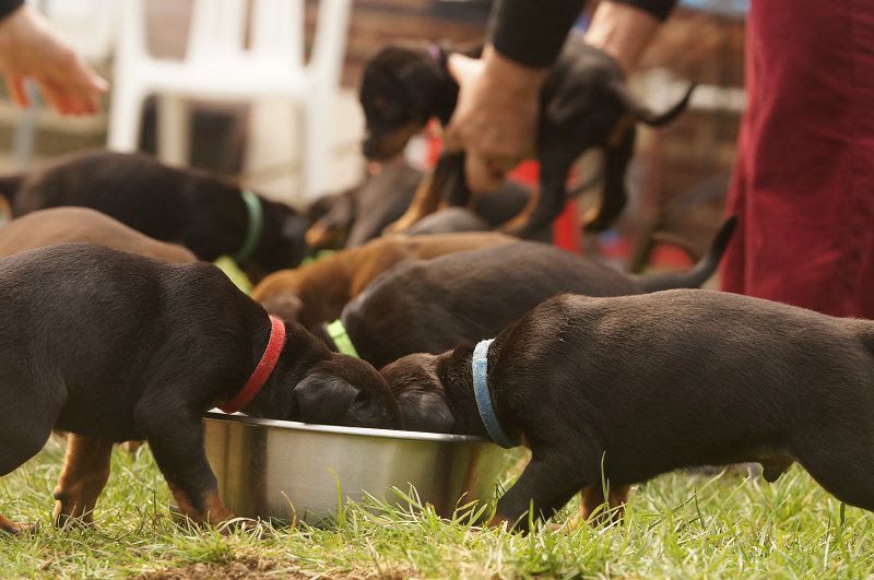 Doberman puppies price range. How much does a Doberman dog cost?