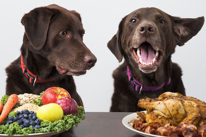 Improve Your Dog’s Diet in 10 Simple Steps