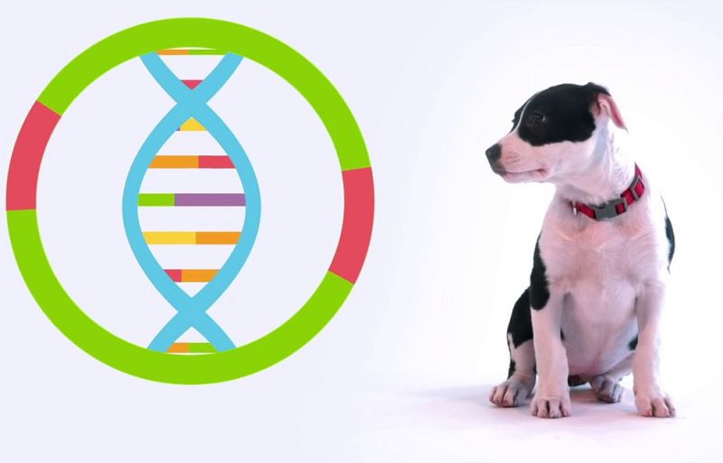 Why You Should Consider DNA Testing Your Dog
