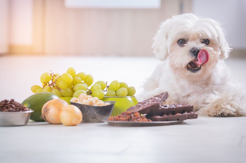 Dog Food Canada: Things To Consider When Choosing Meals For Your Pets