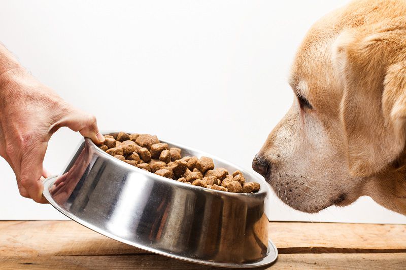 Dog Food Canada: Things To Consider When Choosing Meals For Your Pets