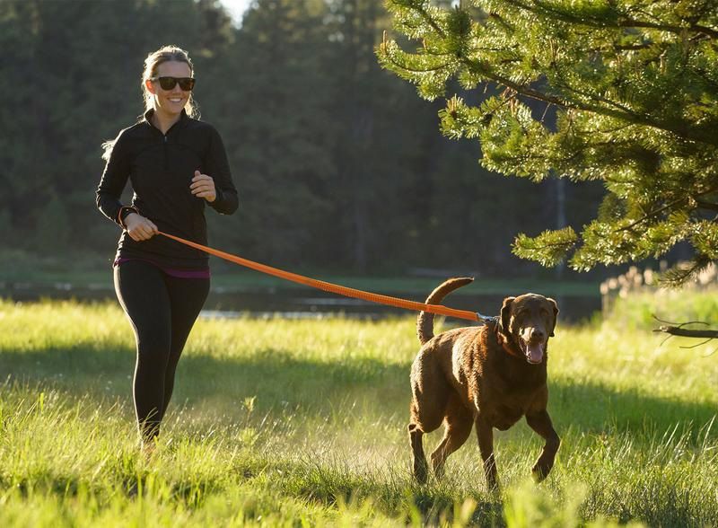 Dog Leash Types - What Should You Have?