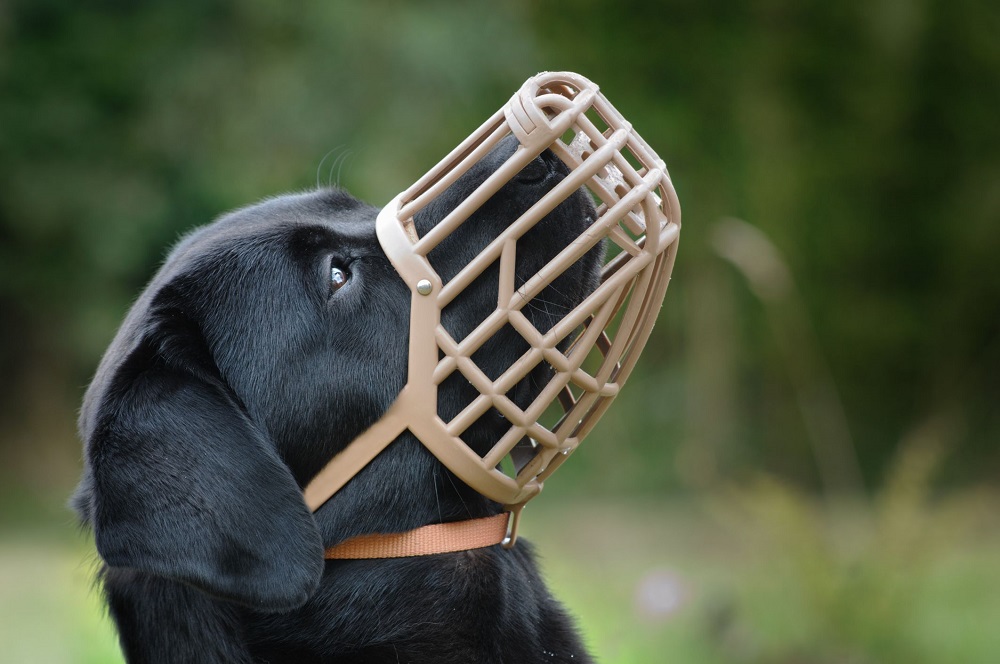 Dog Muzzles – Uses & Types Explained