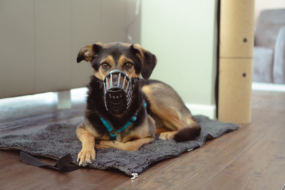 Dog Muzzles – Uses & Types Explained