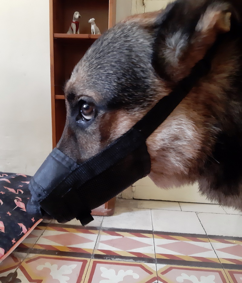 Dog Muzzles – Uses & Types Explained