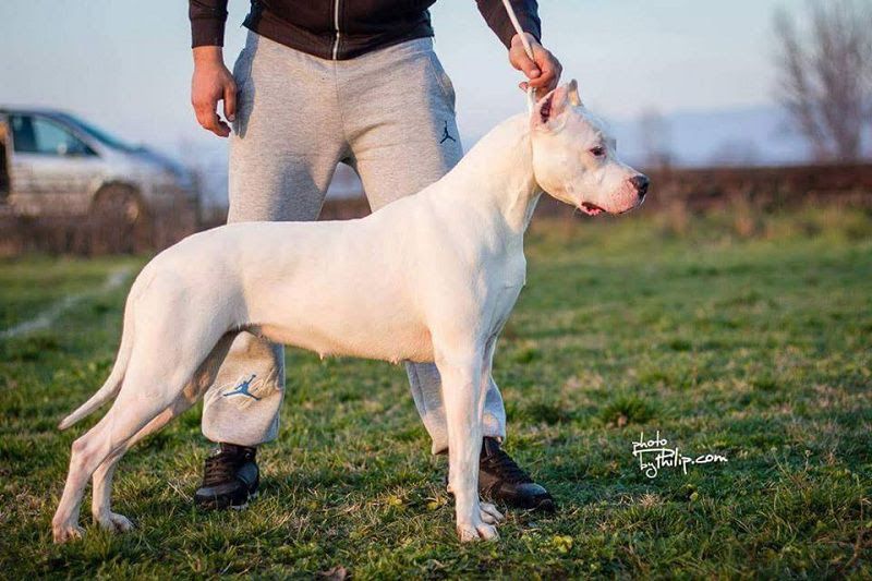 Dogo Argentino price & cost range. Dogo Argentino puppies for sale price