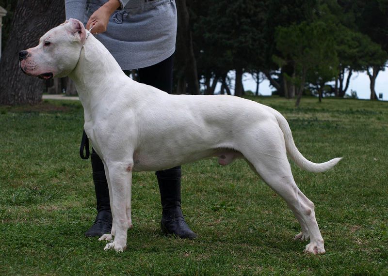 Dogo Argentino price & cost range. Where to buy Argentino Mastiff puppies?