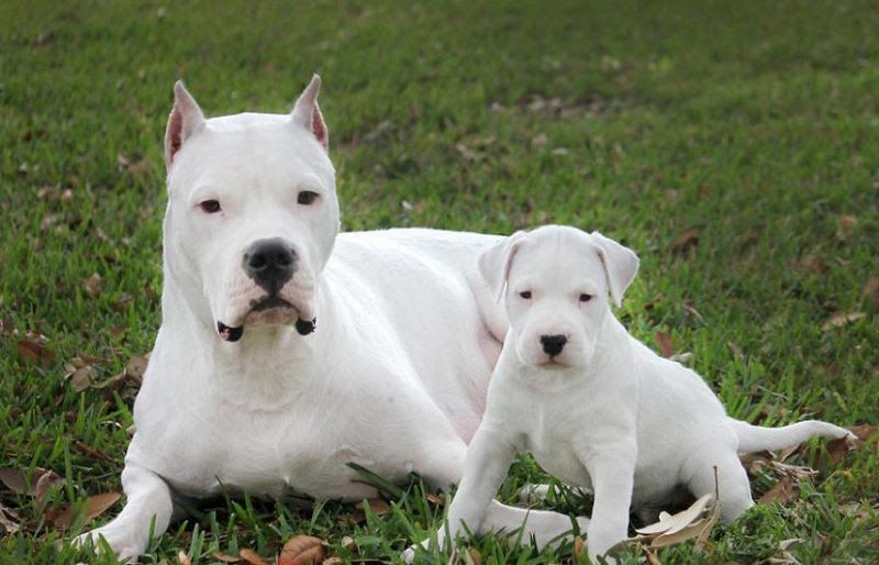 Dogo Argentino price & cost range. Dogo Argentino puppies for sale price