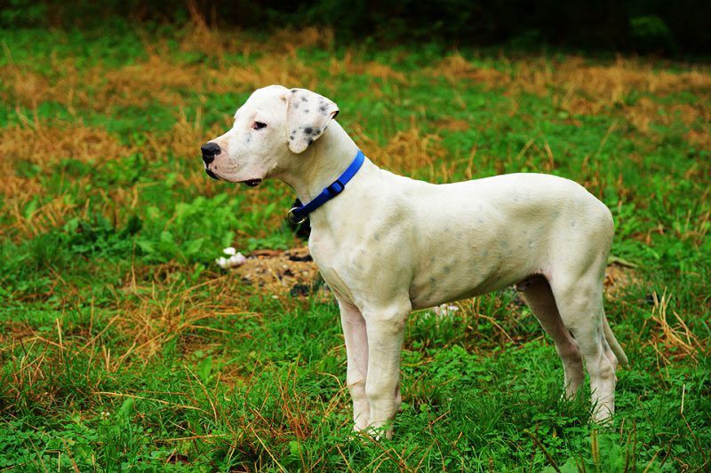 Dogo Argentino price & cost range. Dogo Argentino puppies for sale price