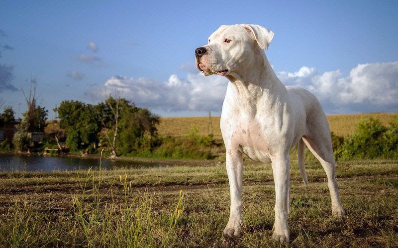 Dogo Argentino price & cost range. Dogo Argentino puppies for sale price