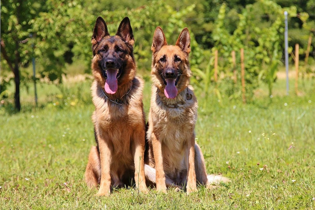 Do’s and Don’ts When Exercising Both Young and Old German Shepherd