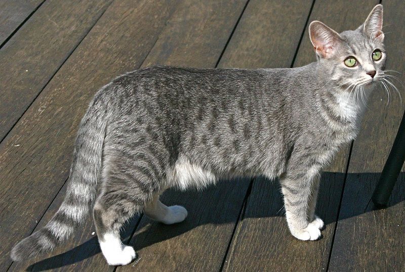 Egyptian Mau price & cost range. Egyptian Mau kittens for sale price