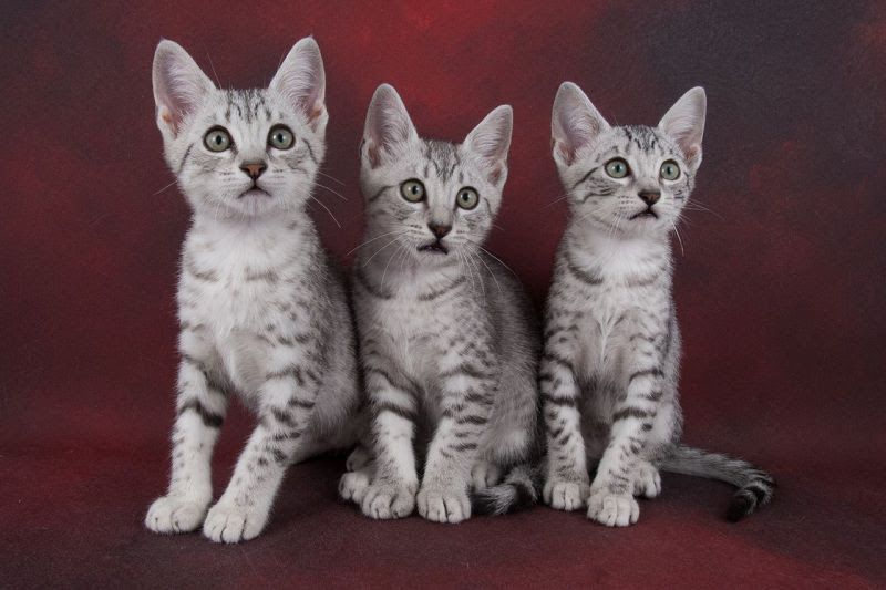 Egyptian Mau price & cost range. Egyptian Mau kittens for sale price