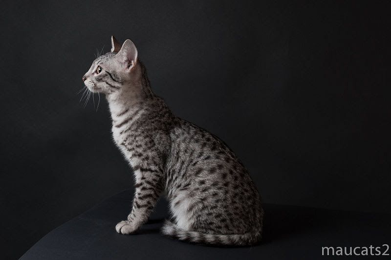 Egyptian Mau price & cost range. Egyptian Mau kittens for sale price