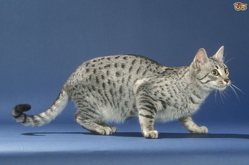 Egyptian Mau price & cost range. Where to buy Egyptian Mau kittens?