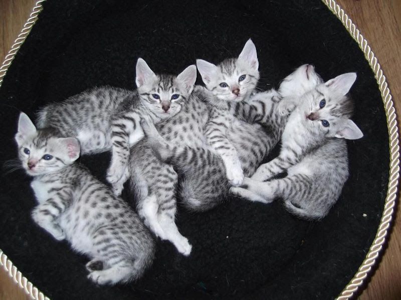 Egyptian Mau price & cost range. Egyptian Mau kittens for sale price