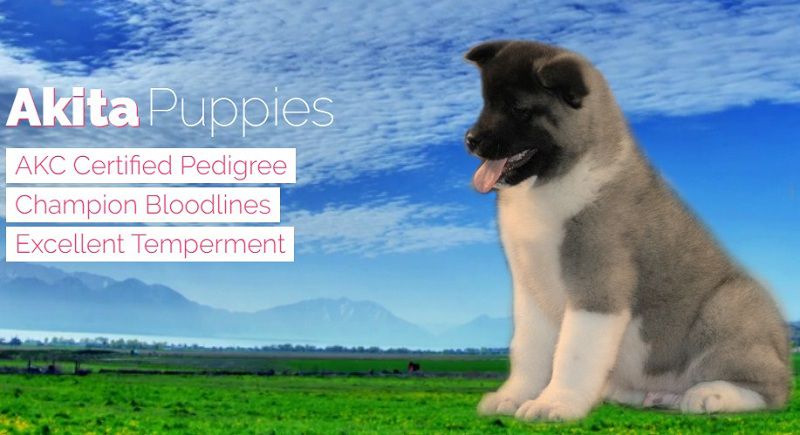 Elite Akitas - American Akita Breeder in California