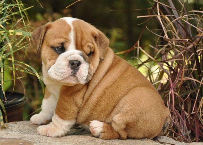 how much should i pay for an english bulldog puppy