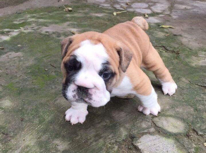 English Bulldog price range. How much English Bulldog puppies cost?