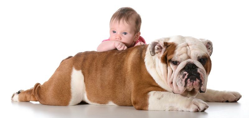 English Bulldog price range. How much English Bulldog puppies cost?