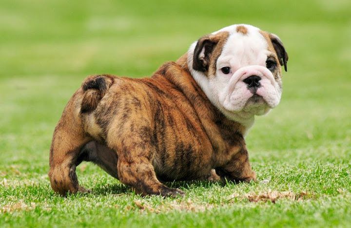 English Bulldog price range. How much English Bulldog puppies cost?