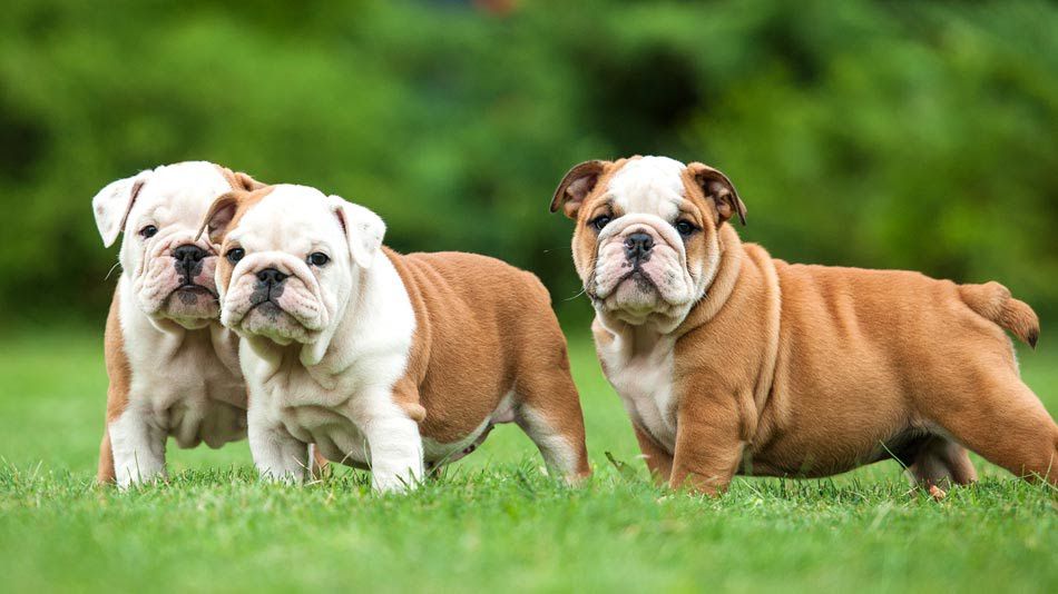 English Bulldog price range. How much English Bulldog puppies cost?