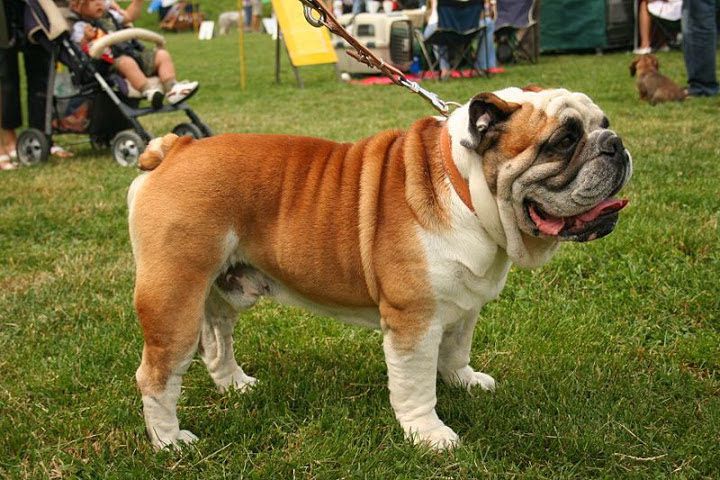 English Bulldog price range. How much English Bulldog puppies cost?