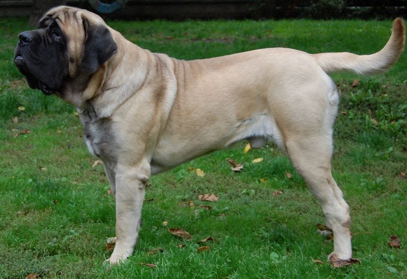 English Mastiff price range. How much does English Mastiff Puppy cost?