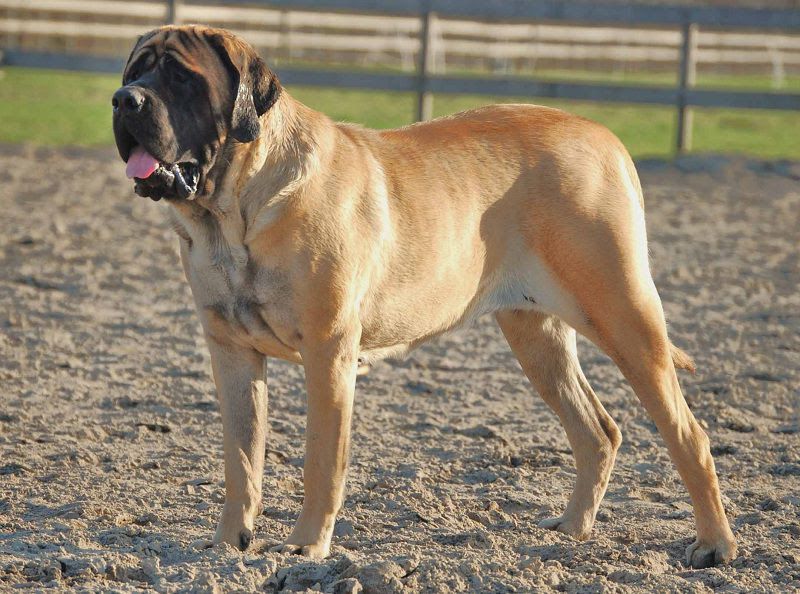 English Mastiff price range. How much does English Mastiff Puppy cost?