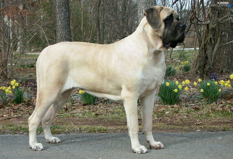 English Mastiff price range. How much does English Mastiff Puppy cost?