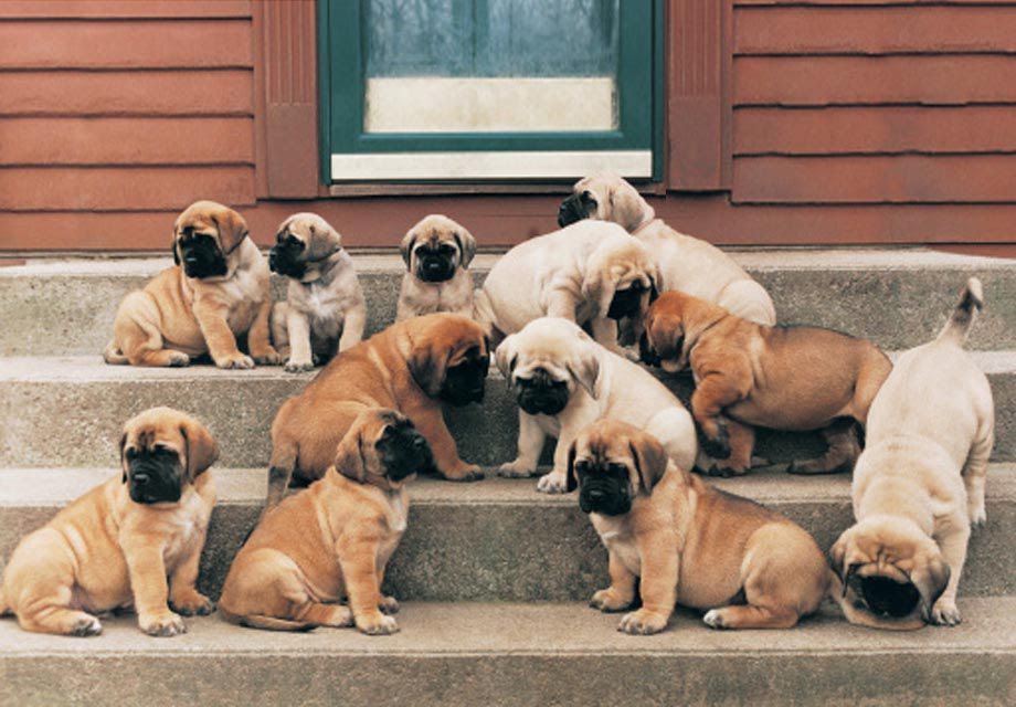 English Mastiff price range. How much does English Mastiff Puppy cost?