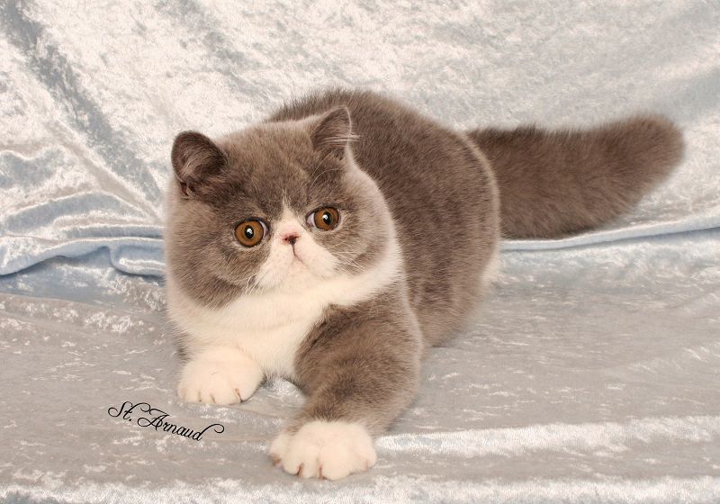 Exotic Shorthair price range. Exotic Shorthair kittens for sale cost?