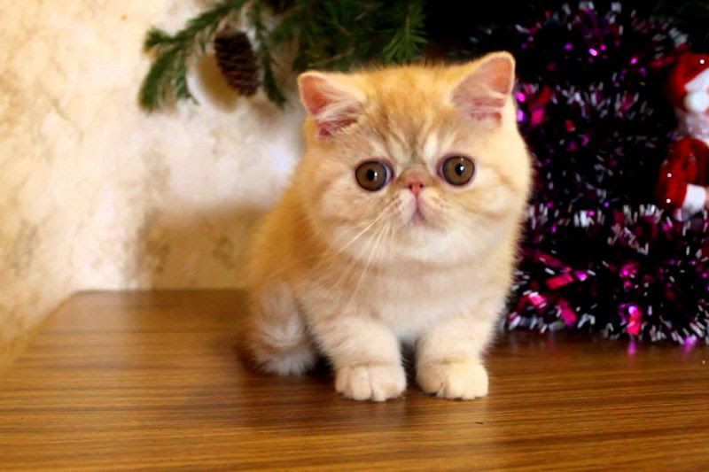 Exotic Shorthair price range. Exotic Shorthair kittens for sale cost?