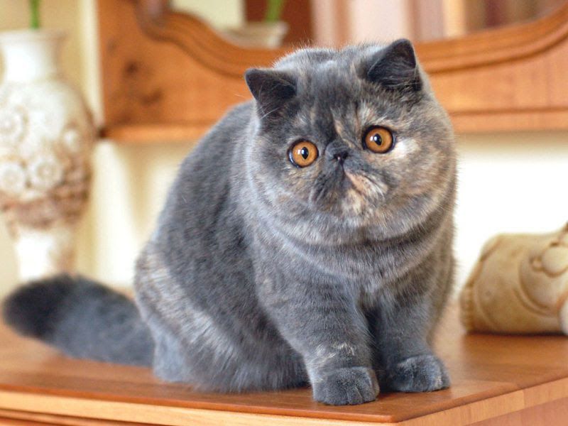 Exotic Shorthair price range. Exotic Shorthair kittens for sale cost?