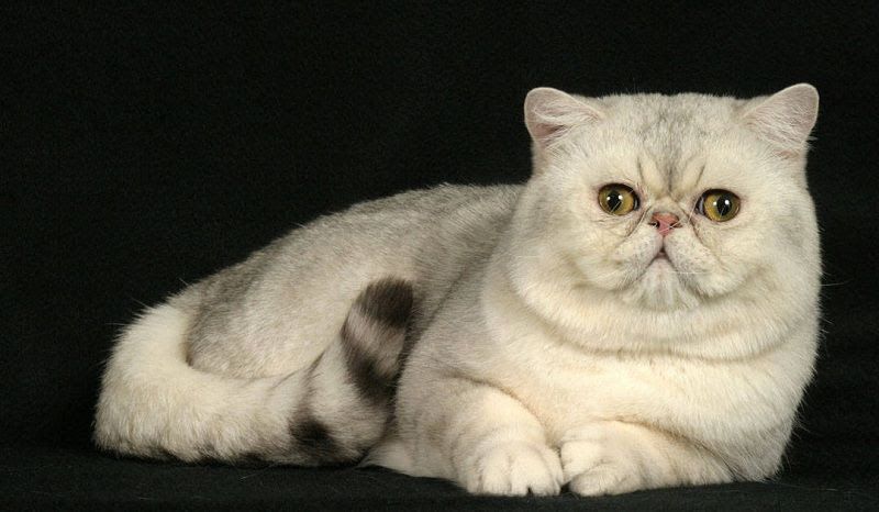 Exotic Shorthair price range. Exotic Shorthair kittens for sale cost?