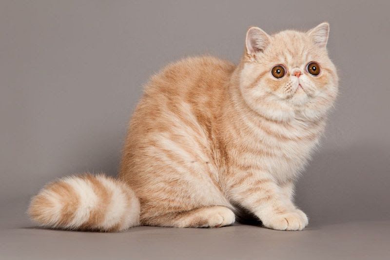 Exotic Shorthair price range. Exotic Shorthair kittens for sale cost?