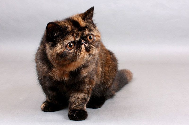 Exotic Shorthair price range. Exotic Shorthair kittens for sale cost?