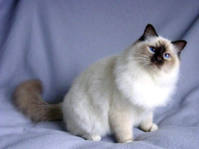 Snowshoe cat price & cost range. Snowshoe kittens for sale price list