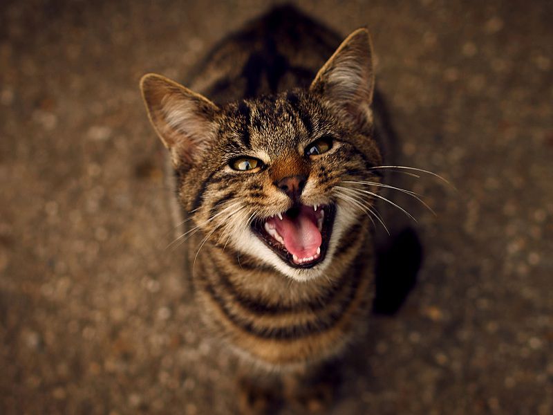 Feline Excessive Meowing & Yowling – Top Reasons Why Cats Meow