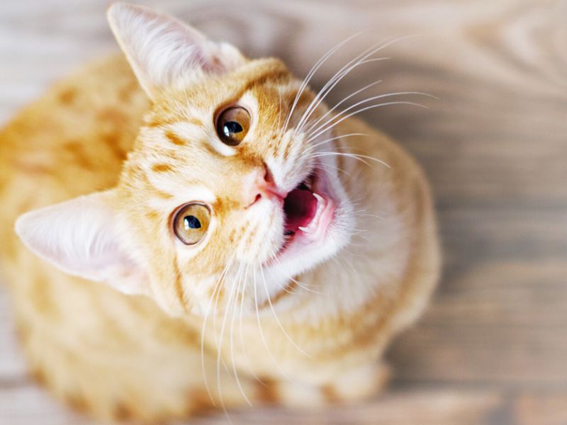 Feline Excessive Meowing & Yowling – Top Reasons Why Cats Meow