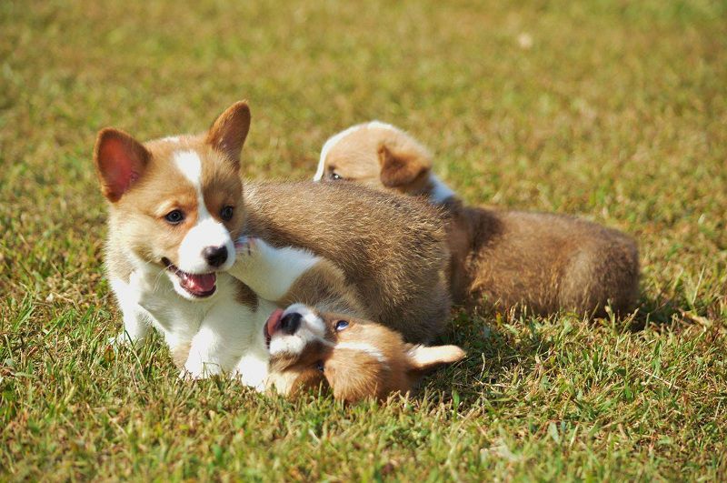 F&M Kennel - Corgi Breeders in Kansas. Corgi puppies for sale in F&M 