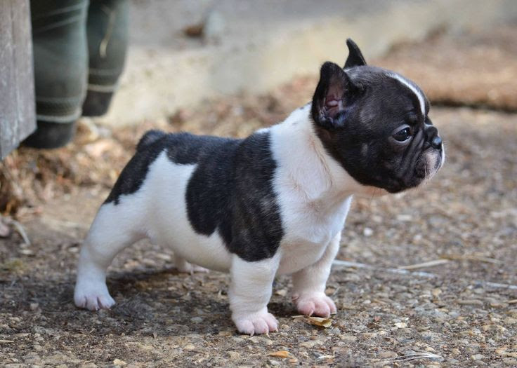 Purebred French Bulldog price range. How much do French Bulldog puppies cost?